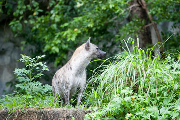 hyena