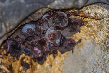 Close up of Long-winged Tomb Bat(Taphozous longimanus)