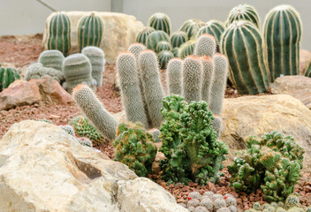 desert plants (cactus)