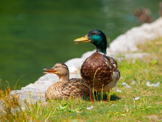 Duck couple