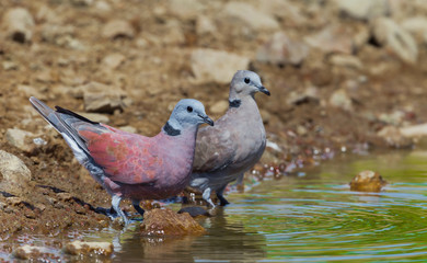 Couple of Red Collared Dove(Streptopelia tranquebarica ) 
