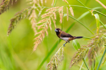 White-rumped Munia (Lonchura striata)  in nature 