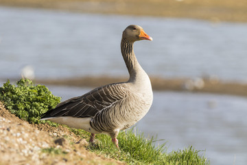 Pink footed Goose