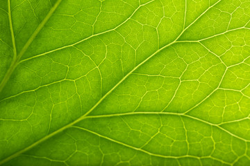 Fototapeta na wymiar Tree green leaf close up