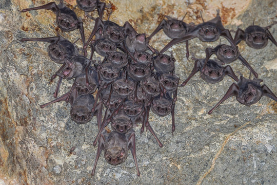 Big group of Long-winged Tomb Bat(Taphozous longimanus)