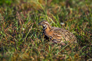 Male Rain Quail (Coturnix coromandelica) in nature