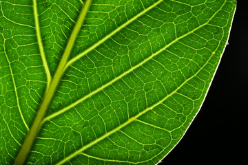 Tree green leaf close up