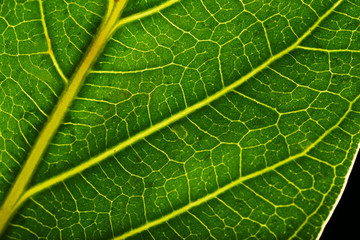 Tree green leaf close up