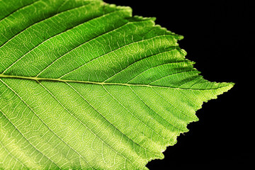 Tree green leaf close up