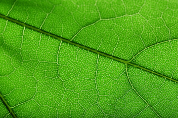 Tree green leaf close up