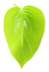 Tree leaf isolated on white