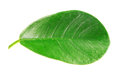 Green leaf isolated on white