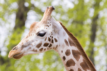 Rothschild Giraffe