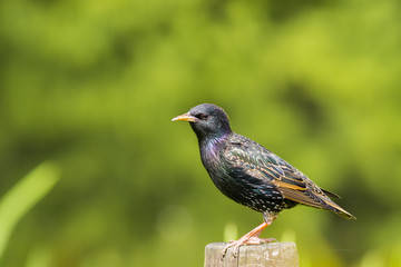 Common Starling - Sturnus vulgaris