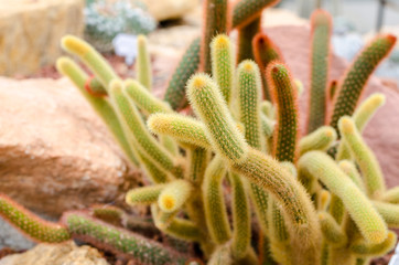 Mammillaria elongata in arid plants garden