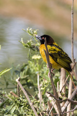 Village Weaver (Ploceus cucullatus)