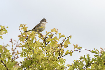 Whitethroat (Sylvia communis)