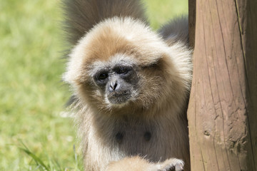 White-Handed Gibbon (Hylobates lar)