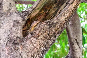 Bengal monitor lizard in tree hole.
