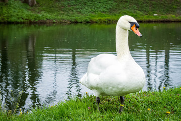 white swan standing on the grass near the pond