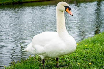 white swan standing on the green grass near the pond