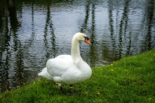 white swan standing near the pond