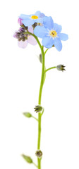 Fototapeta na wymiar Forget-me-nots flowers, isolated on white