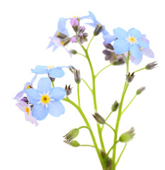 Obraz premium Forget-me-nots flowers, isolated on white