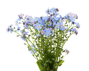 Forget-me-nots flowers, isolated on white