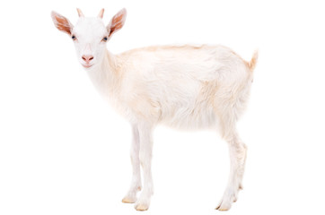 Little white goat isolated on white background