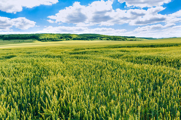 Wheat field . green field with ears of wheat in the summer