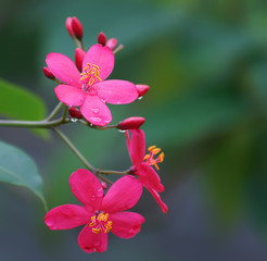close up Red peregrina, spicy jatropha flowers