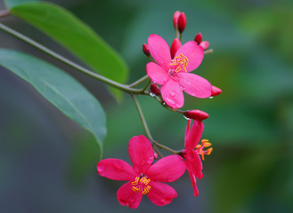 close up Red peregrina, spicy jatropha flowers