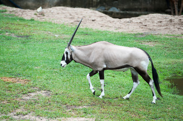 Oryx gazella