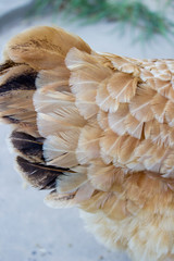 chicken tail