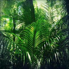 Fototapeta na wymiar Jungle