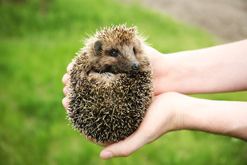 Hands holding hedgehog outdoors