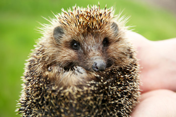 Hands holding hedgehog outdoors