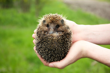Hands holding hedgehog outdoors