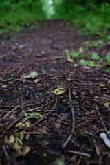 Path in green forest