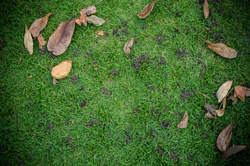 dry leaf on green grass, background