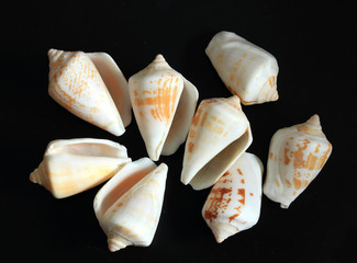 sea shells