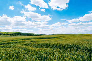 Wheat field . green field with ears of wheat in the summer