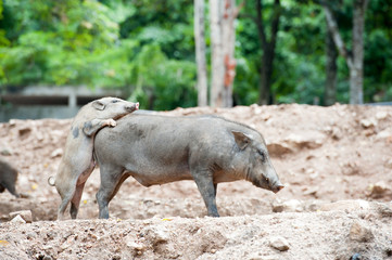 Wild boar
