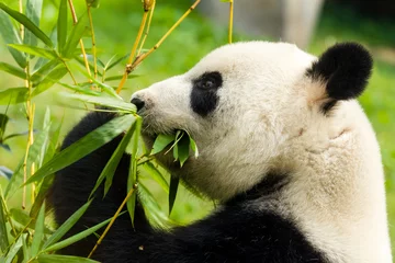 Cercles muraux Panda Ours panda mangeant du bambou