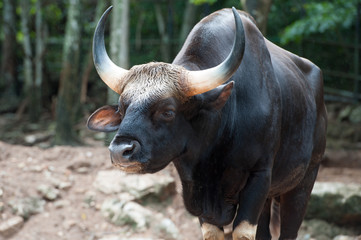 Gaur