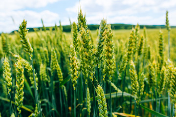 Wheat field . green field with ears of wheat in the summer
