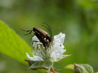 Copulating beetles on white flower