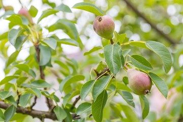 Immature pears on branch