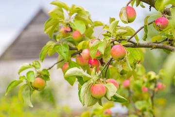 Young green apples on branch